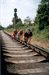 Груша-2004 (поезд)